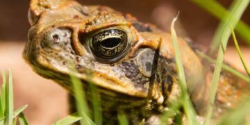 Sapos gigantes y tóxicos invaden el sur de Florida