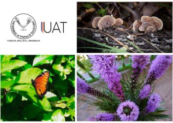 Estudian la Ecología Urbana desde el confinamiento por COVID