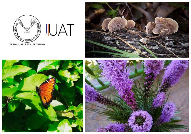 Estudian la Ecología Urbana desde el confinamiento por COVID