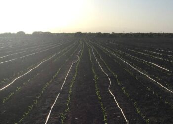 Invierten 115 mdp en modernización de los distritos de riego