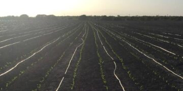 Invierten 115 mdp en modernización de los distritos de riego