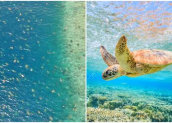 Imagen tomada desde un dron muestra mas de 60 mil tortugas en el mar