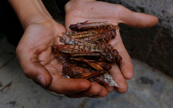 Brasil declara emergencia sanitaria por plaga de langostas