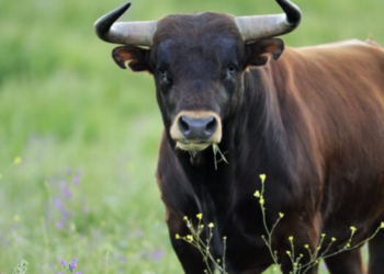 ¿Qué pasa con los toros y el color rojo?