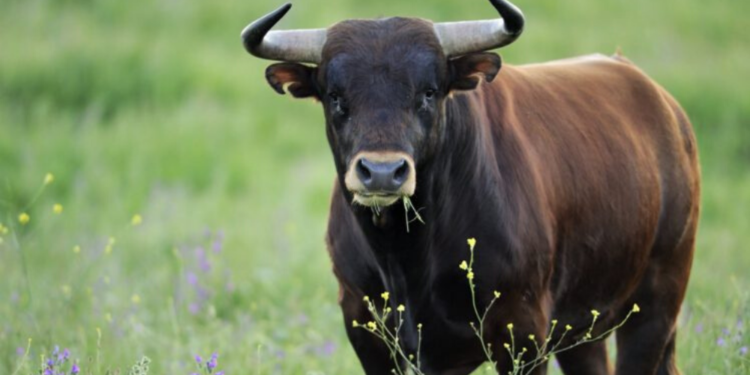 ¿Qué pasa con los toros y el color rojo?