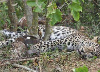 La pandemia impulsó la caza furtiva en Asia y África