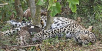 La pandemia impulsó la caza furtiva en Asia y África