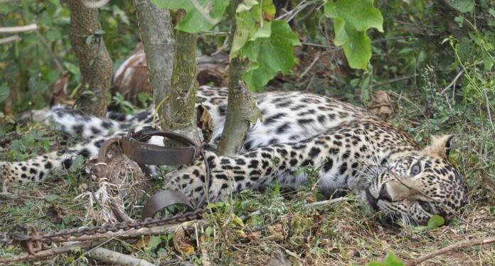 La pandemia impulsó la caza furtiva en Asia y África