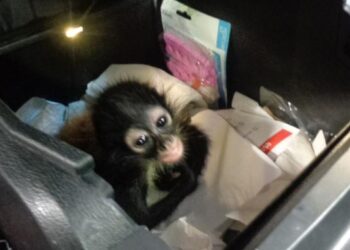 Decomisan mono araña bebé en Puente Hidalgo-Reynosa