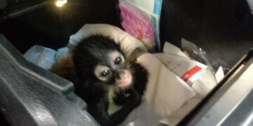 Decomisan mono araña bebé en Puente Hidalgo-Reynosa