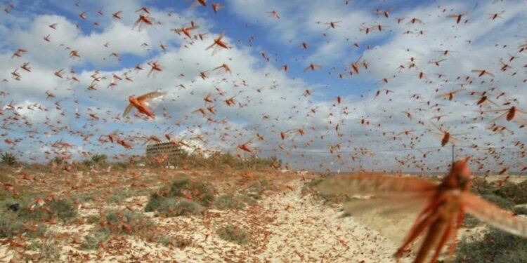 Brasil declara emergencia sanitaria por plaga de langostas