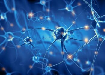 ¿Cuál es la neurona más larga del cuerpo humano?