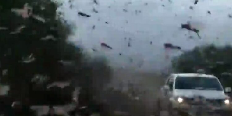 Brasil declara emergencia sanitaria por plaga de langostas