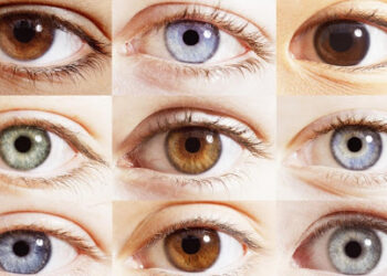 ¿Qué determina el color de los ojos?