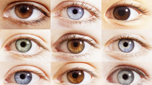 ¿Qué determina el color de los ojos?
