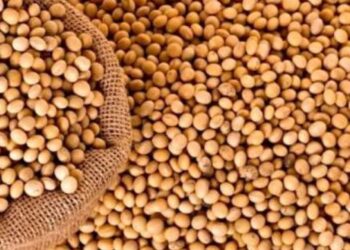 Promueven ampliar cultivos de soya en el Estado