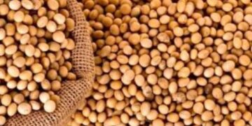 Promueven ampliar cultivos de soya en el Estado