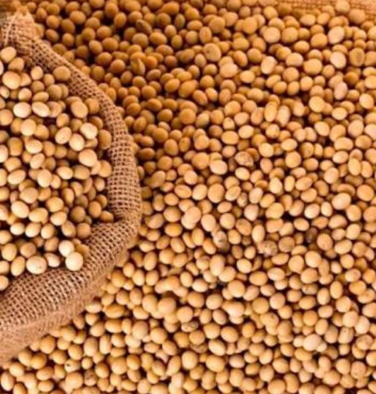 Promueven ampliar cultivos de soya en el Estado