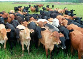 Reduce EU estatus sanitario a ganadería en Tamaulipas; le obliga a 2 pruebas de TB para exportar.