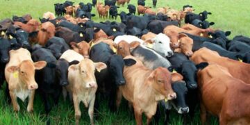 Reduce EU estatus sanitario a ganadería en Tamaulipas; le obliga a 2 pruebas de TB para exportar.