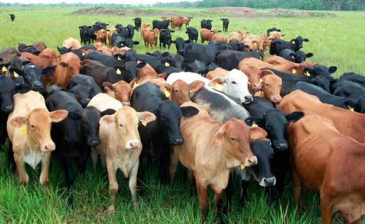 Reduce EU estatus sanitario a ganadería en Tamaulipas; le obliga a 2 pruebas de TB para exportar.