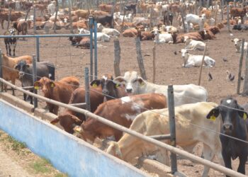 Ofrecen SADER y ganaderos tamaulipecos recuperar estatus sanitario bovino