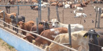 Ofrecen SADER y ganaderos tamaulipecos recuperar estatus sanitario bovino