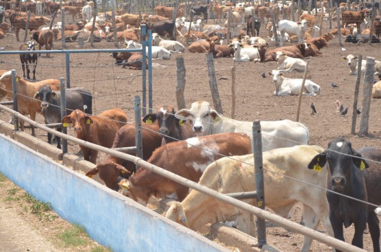 Ofrecen SADER y ganaderos tamaulipecos recuperar estatus sanitario bovino
