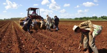 Inicia próxima semana el ciclo de siembra