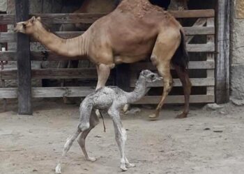 Nace camello hembra en el Zoológico Nuevo Laredo