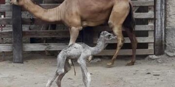 Nace camello hembra en el Zoológico Nuevo Laredo