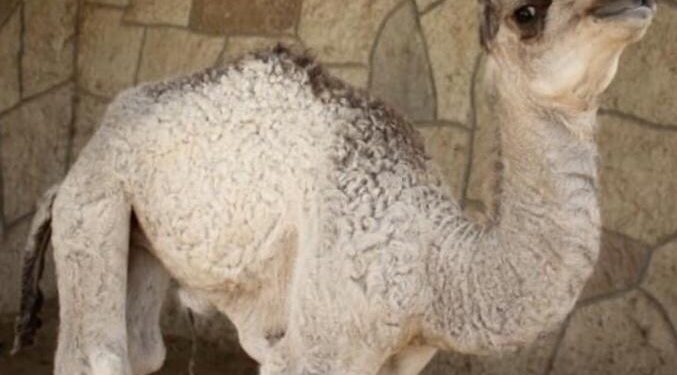 Nace camello hembra en el Zoológico Nuevo Laredo