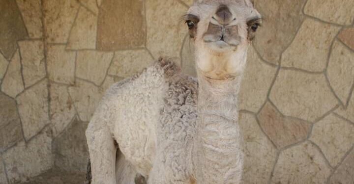 Nace camello hembra en el Zoológico Nuevo Laredo