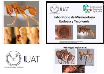 Con nuevo laboratorio estudia UAT las hormigas y su importancia en la ecología