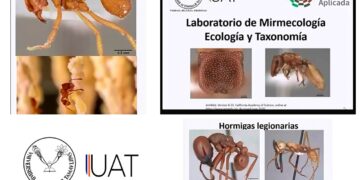 Con nuevo laboratorio estudia UAT las hormigas y su importancia en la ecología