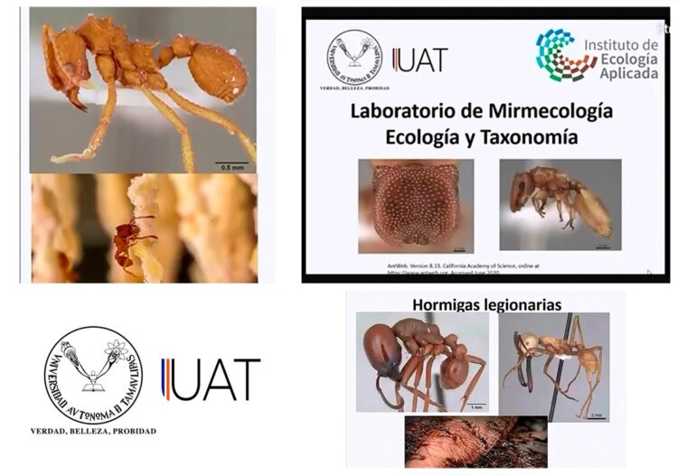 Con nuevo laboratorio estudia UAT las hormigas y su importancia en la ecología