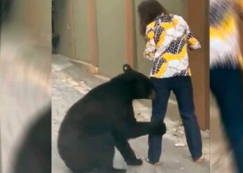 Ahora captan en NL a oso que ‘abraza’ pierna de joven