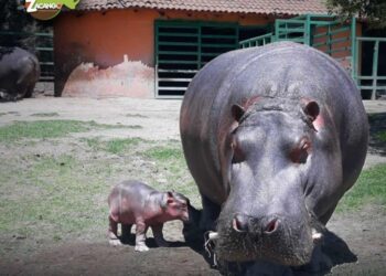 Nace hipopótamo en zoológico del Estado de México