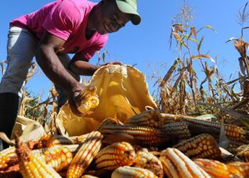 Fija SEGALMEX estímulo adicional de 828 pesos a tonelada de maíz en Tamaulipas