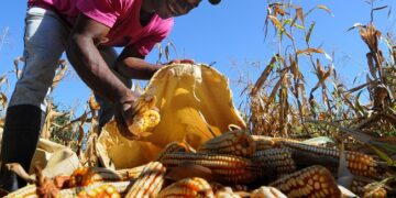 Fija SEGALMEX estímulo adicional de 828 pesos a tonelada de maíz en Tamaulipas