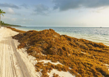 Regreso masivo de sargazo en playas de Quintana Roo