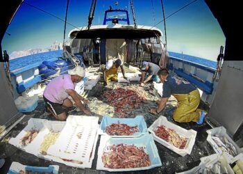 Conapesca apoyará a 190 mil productores pesqueros y acuícolas de México