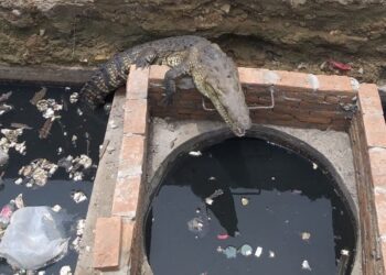 Cocodrilo sale de alcantarilla de API Tampico