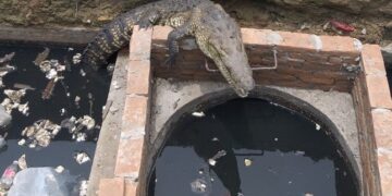 Cocodrilo sale de alcantarilla de API Tampico