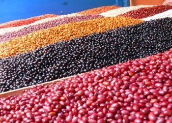 Desarrolla INIFAP variedad mejorada del frijol, con alto rendimiento 