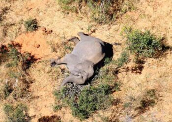 Indagan misteriosa muerte de 275 elefantes en sur de Africa