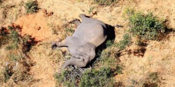 Indagan misteriosa muerte de 275 elefantes en sur de Africa