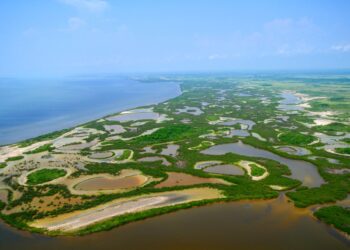 Estudian calentamiento global en zona de manglar de Laguna Madre en Tamaulipas