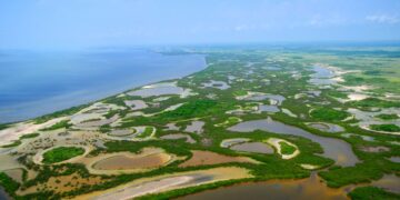 Estudian calentamiento global en zona de manglar de Laguna Madre en Tamaulipas