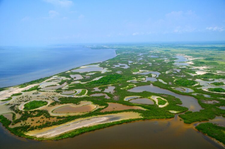 Estudian calentamiento global en zona de manglar de Laguna Madre en Tamaulipas
